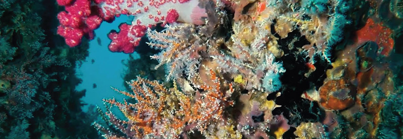 ปะการังหลากสี