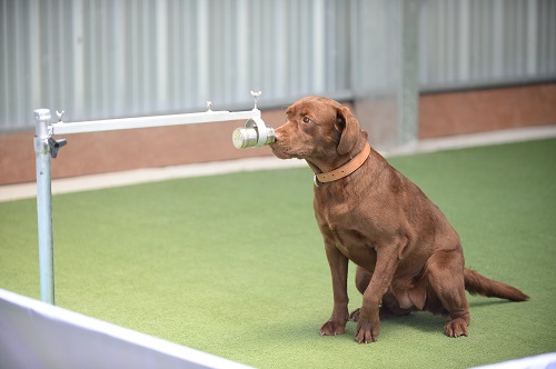 K9 Dogs Sniff COVID19