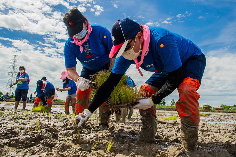 Volunteers putting plants in the soil at pilot farm in Baan Pho District, Chachoengsao